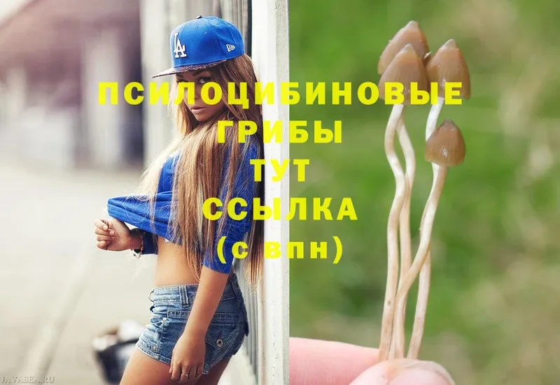 где продают   Спасск-Рязанский  shop формула  Галлюциногенные грибы Cubensis  мега как зайти 